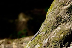 Holaspis guentheri