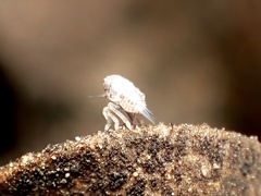 Danepteryx