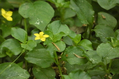 Lysimachia nemorum