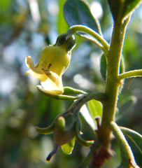 Diospyros lycioides