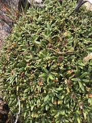 Oldenburgia paradoxa