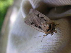 Parabagrotis formalis