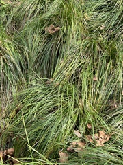 Carex virgata