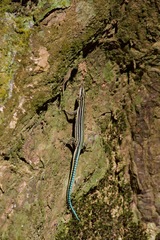Holaspis guentheri