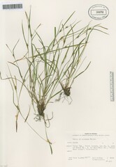 Carex oligocarpa