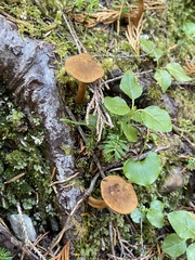 Cortinarius croceus
