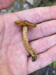 Cortinarius croceus