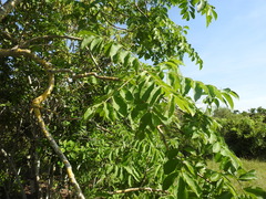 Bursera