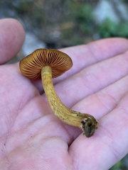 Cortinarius croceus