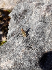 Cicindela sylvicola