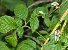 Heliotropium angiospermum