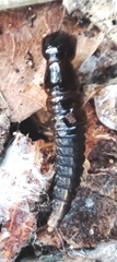 Staphylinidae