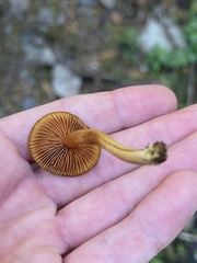 Cortinarius croceus
