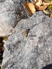 Cicindela sylvicola
