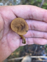 Cortinarius croceus
