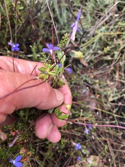 Lobelia neglecta