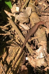 Trachylepis