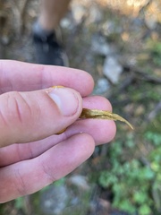 Cortinarius croceus