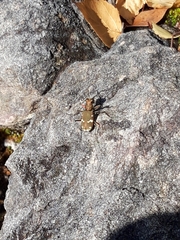 Cicindela sylvicola