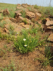 Afroaster peglerae