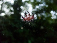 Gasteracantha curvispina