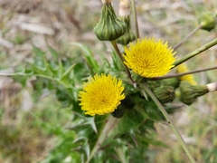 Sonchus asper