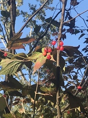 Viburnum edule