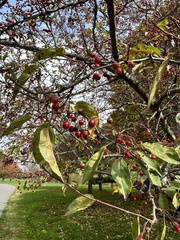 Malus prunifolia