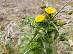Sonchus asper