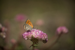 Lycaena cupreus