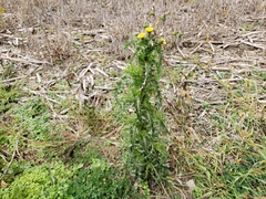 Sonchus asper