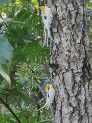 Cerogenes auricoma