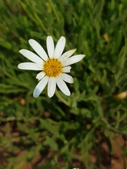 Afroaster peglerae