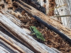 Hyla wrightorum