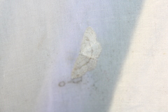 Cyclophora pendulinaria