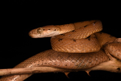 Boiga