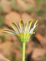 Afroaster peglerae