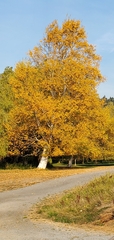 Betulaceae