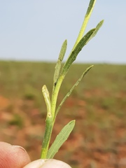 Afroaster peglerae