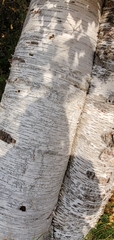 Betulaceae