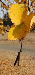 Betulaceae