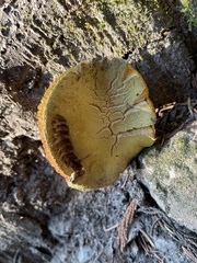 Caloboletus rubripes