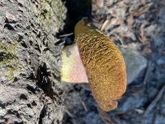 Caloboletus rubripes