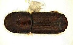 Ips grandicollis