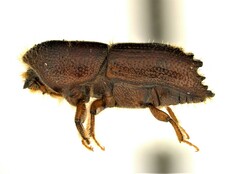 Ips grandicollis