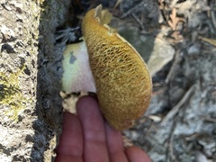 Caloboletus rubripes