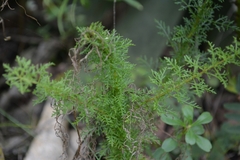 Lamourouxia multifida