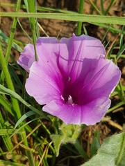 Ipomoea ommanneyi