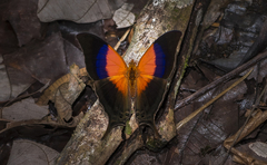 Marpesia furcula