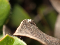 Danepteryx